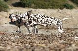 DALMATIEN 106